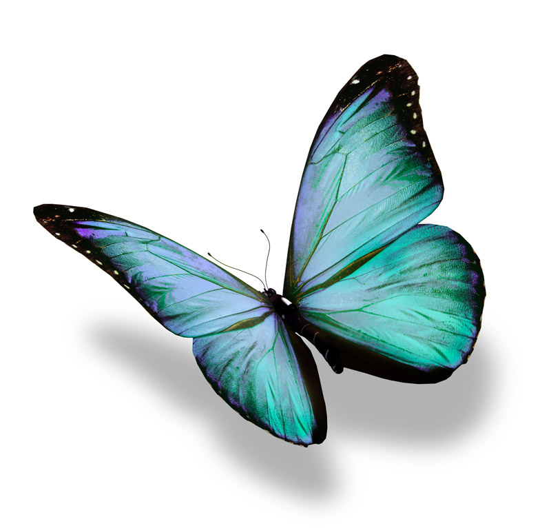 Schmetterling_gruen-blau